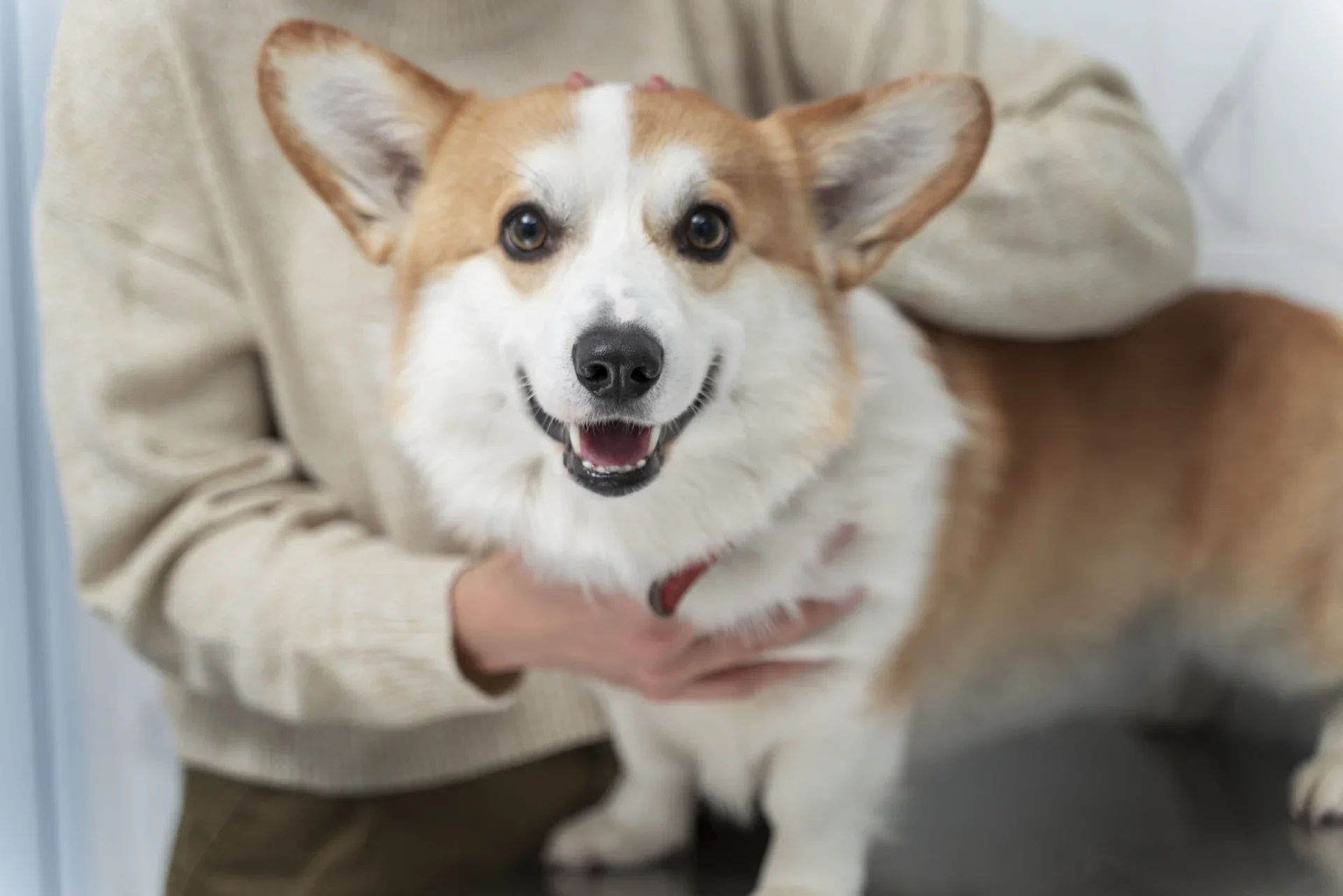 close-up-hands-holding-corgi.webp