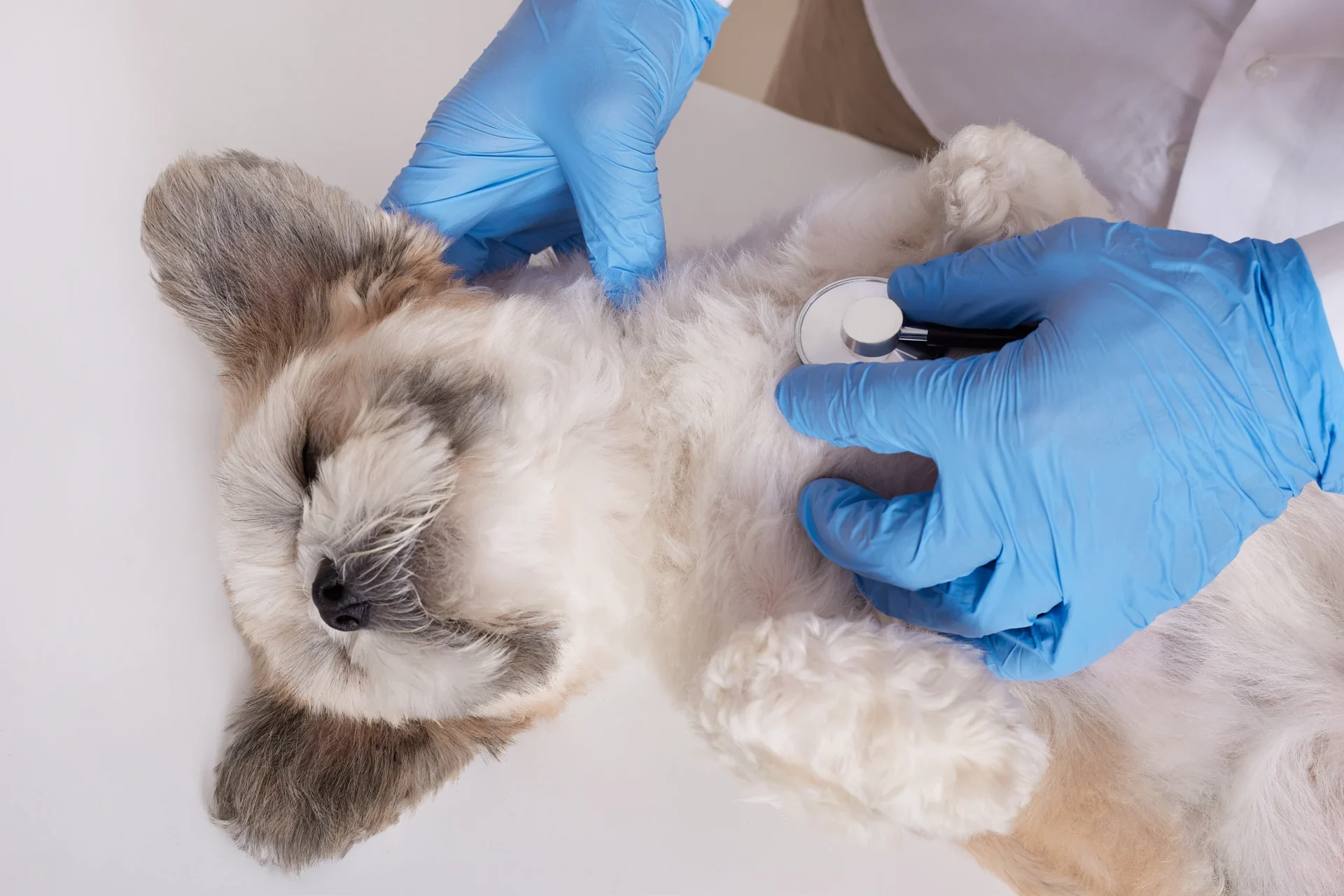veterinarian-doctor-pekingese-puppy.webp